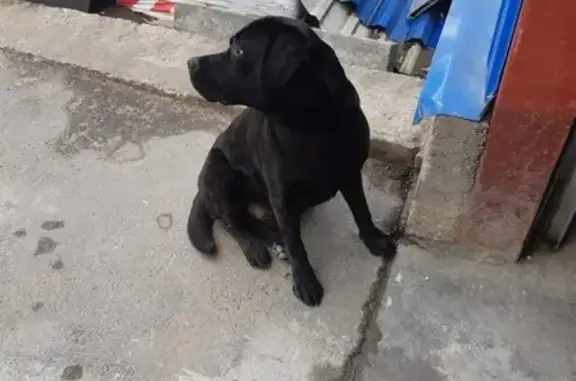 Найдена собака на стройбазе 