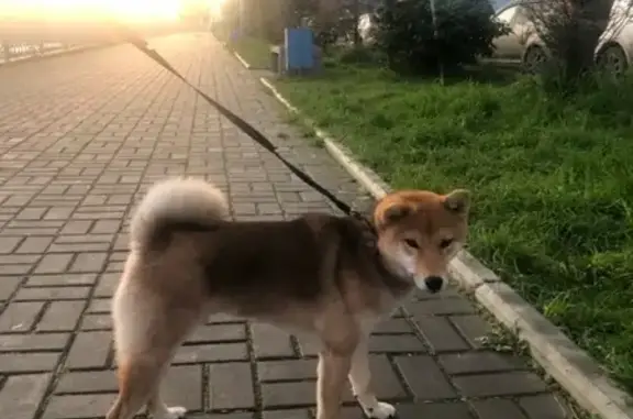 Пропала собака в Белых Росах - ПОМОГИТЕ!