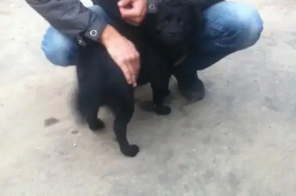 Пропала собака черного цвета в Богородске