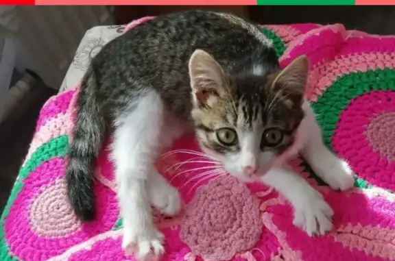 Найдена кошка в Перми, ищем хозяев