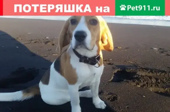 Пропала собака в Петропавловске-Камчатском