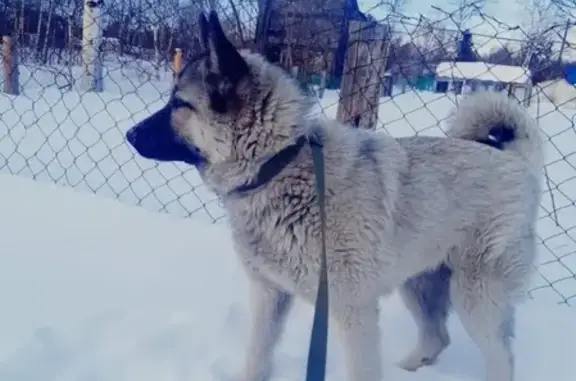 Пропала собака Альма в Петропавловске