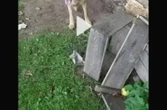 Пропала собака в Борисовском р-не, Беларусь.