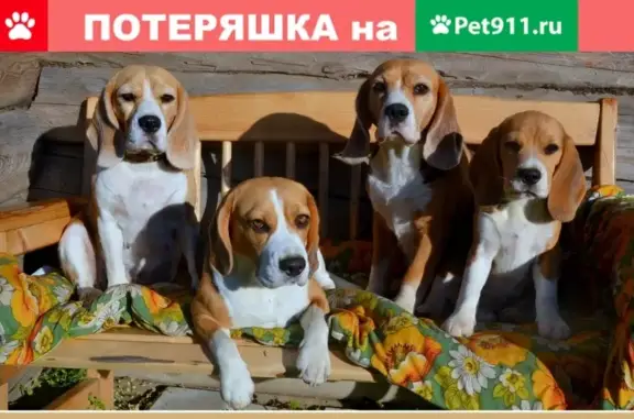 Пропала собака в д. Степково, возможно в районе Алабухино-Коведяево, Карабаново.
