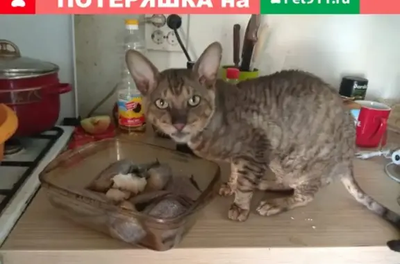 Пропала кошка Кот, Йода в Краснодаре, вознаграждение.