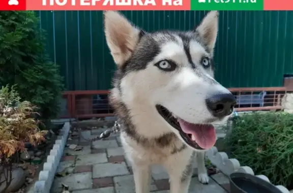 Найдена собака в Майкопе, породы Хаски