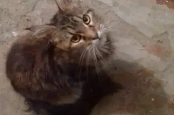 Найдена кошка на улице Обнорского, нужна передержка или хозяин!