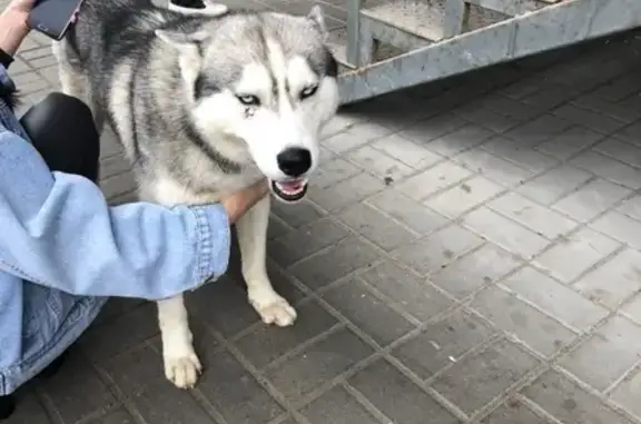 Найден хаски возле Ворошиловского ТЦ в Волгограде.