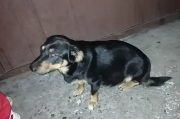 Собака в ошейнике найдена в Новокузнецке