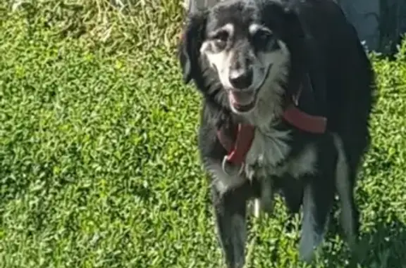 Пропала собака Бабочка в Краснодарском крае