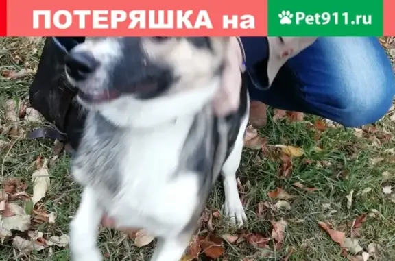 Найдена собака, Москва, фото: Найдена собака в Лосиноостровском районе Москвы