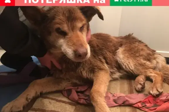 Найдена собака, Москва, фото: Найдена собака на улице Мерянка в Москве
