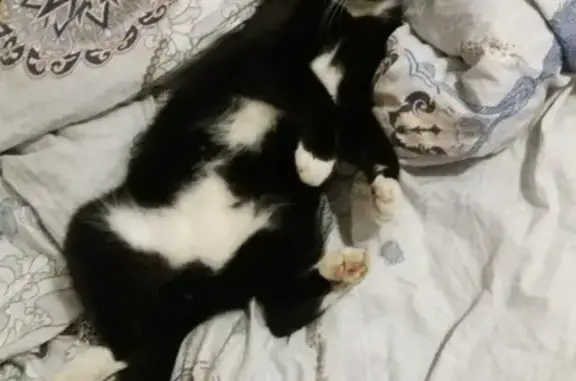 Кошки потеряшки, Санкт-Петербург, фото: Потеряшка кот на Авангардной, СПб