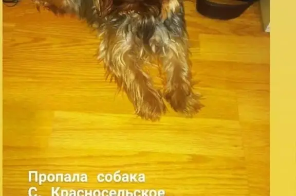 Пропала собака на ул. Длинной, Краснодарский край