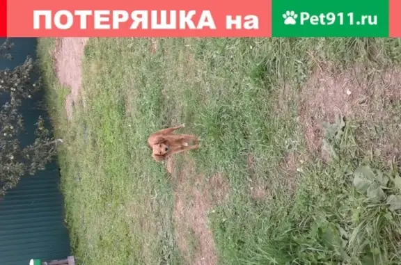 Найдена ласковая собака в Нижневасильевском, Московская область