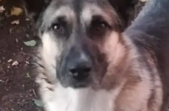 Найдена собака Красавец Цезарь ищет семью! (Адрес: Москва, Воскресенское, Центральная улица)