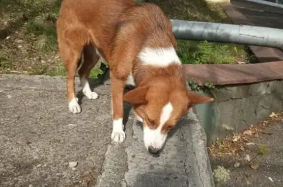 Собака найдена в Лазаревском, Сочи (89186117711)