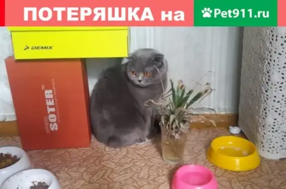 Пропала кошка на улице Попова, Барнаул.