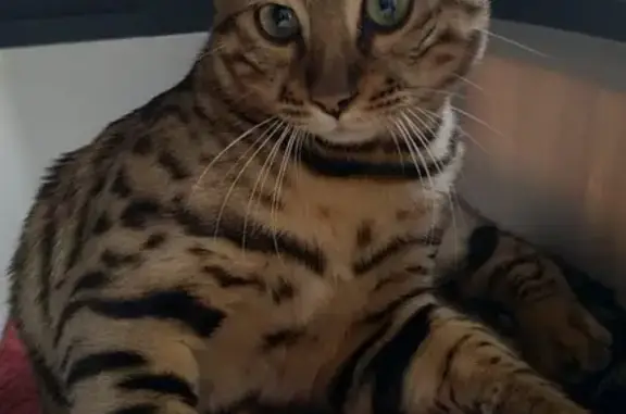 Кошки потеряшки, Москва, фото: Потеряшка кошка на Кантемировской, 11 мес.