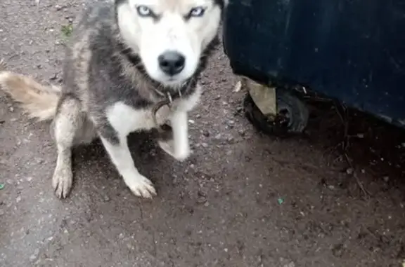 Собака хаски найдена в Саранске