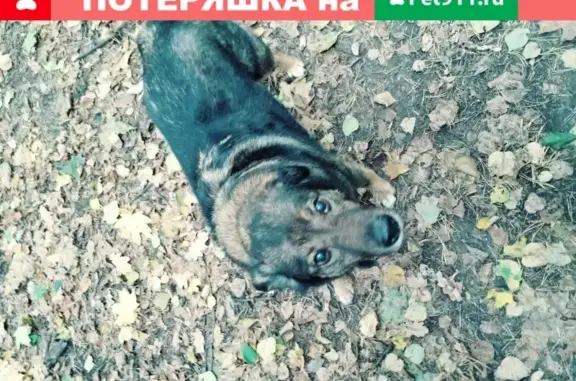 Потерялась собака в Тимирязевском районе Москвы