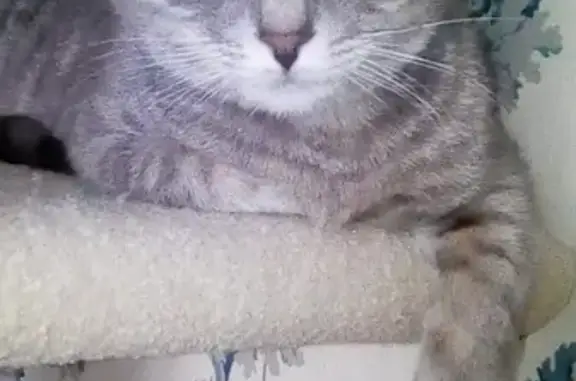 Кошки потеряшки, Москва, фото: Потеряшка кошка Дуся, Москва, ул. Елецкая 12/2, тел. 89067003127