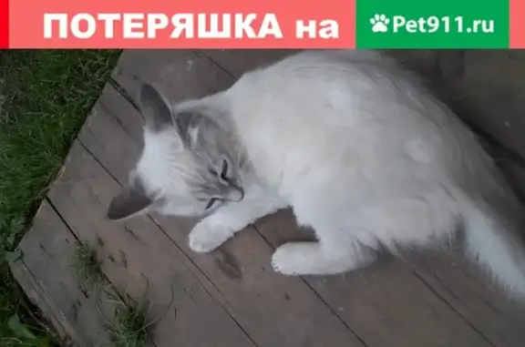 Объявления о пропавших и найденных животных, Ижевск, фото: Пропал кот Умка, Ижевск: без голоса, рахит на лапе.