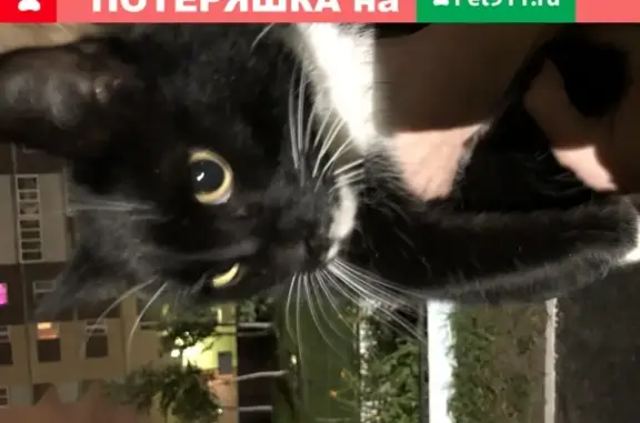 Кошка с фиолетовым ошейником на ул. Прокопия Артамонова, 8