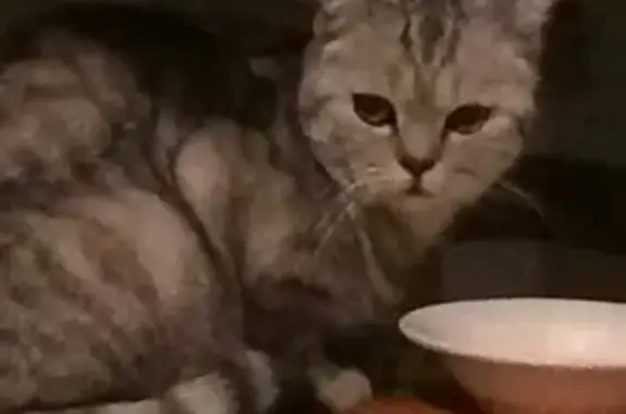 Найдена кошка в Йошкар-Оле