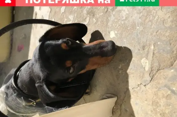 Собака найдена в ЖК Империал Краснодар