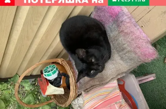 Найдена домашняя кошка в Видном