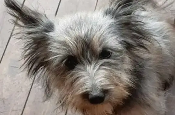 Найдена собака в Вязье, Беларусь