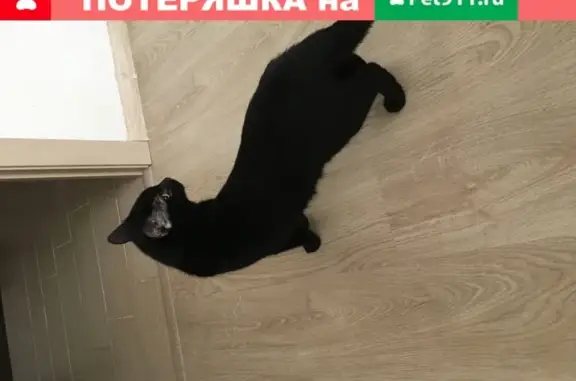 Найден чёрный кот в Горелово с больными глазками