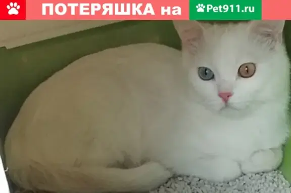 Пропал белый кот с проблемами здоровья в Синявино, Ленинградская область