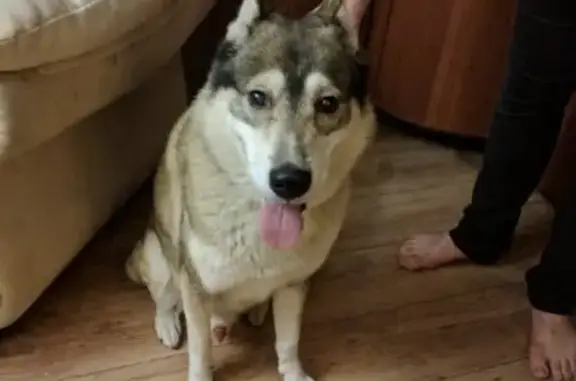 Найдена собака, Москва, фото: Найдена собака в районе Войковский-Коптево