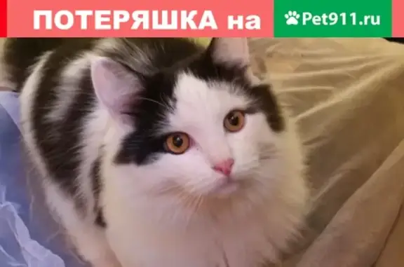 Пропала кошка Шансик, Белоозёрский район