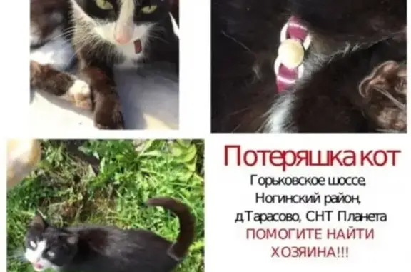 Найден кот в силиконовом ошейнике на Горьковском шоссе, Ногинск.