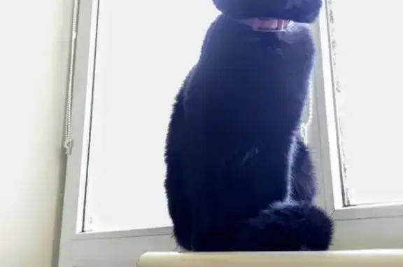 Чёрная кошка в ошейнике найдена в Калининграде