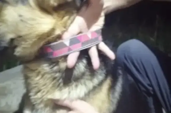 Найдена собака в Парголово
