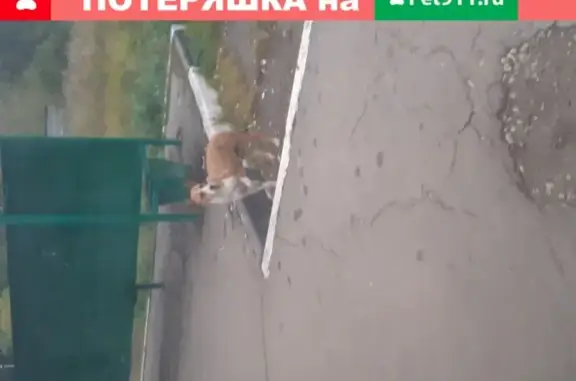 Собака в Домодедово: домашняя, гладкошерстная, недавно родившая.