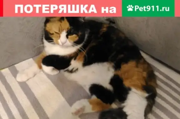 Найдена кошка в Адмиралтейском районе СПб