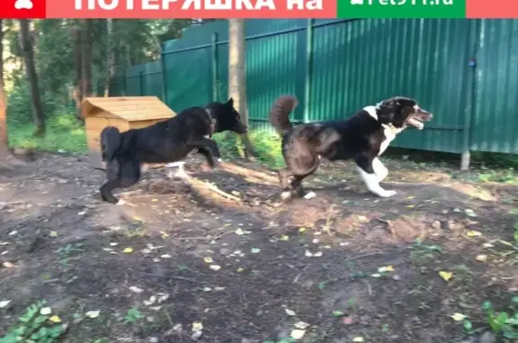 Пропала собака в Переславле-Залесском, район деревни Кубринск-Нагорье