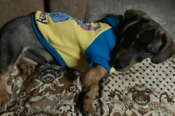 Собаки потеряшки, Ленск, фото: Потеряшка собака в Ленске, ищем щенка таксы Бублика, 4 мес. #потеряшка