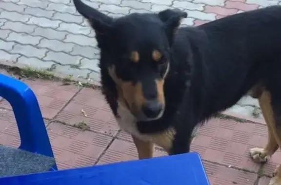 Пропала собака в Кубинке, ищем Барона