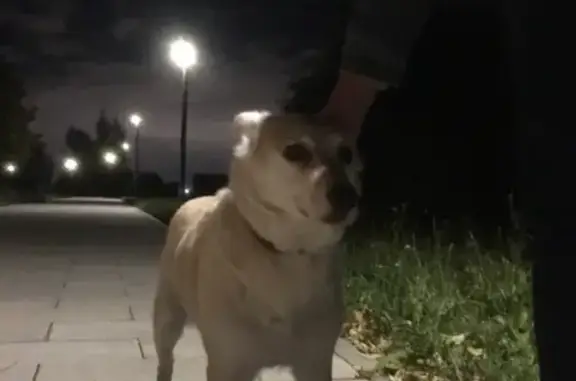 Найдена собака, Москва, фото: Собака найдена в ландшафтном парке, звоните в Москву