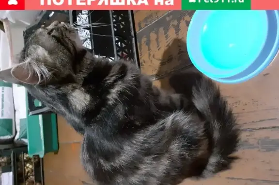 Кошка на ул. Героев Сибиряков, Воронеж.