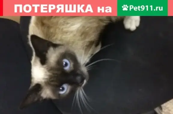 Найдена кошка, метро Говорово, Домостроительная улица
