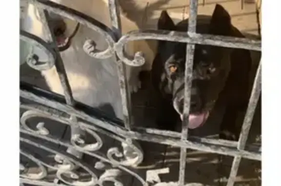 Пропали 2 собаки в Краснодаре