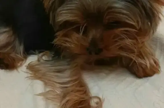 Найдена собака, Москва, фото: Найден йорк в Синьково, с клеймом. Ирина поможет вернуть хозяевам