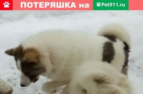 Пропала собака Лайка в Сафоново, вознаграждение